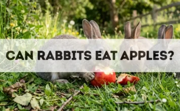 Can Rabbits Eat Apples? can rabbits eat apples