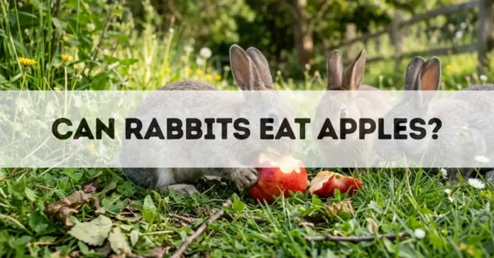 can rabbits eat apples