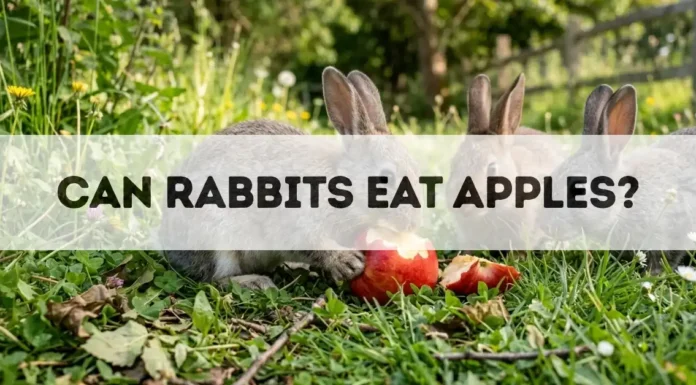 Can Rabbits Eat Apples? can rabbits eat apples