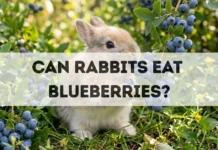 Can Rabbits Eat Blueberries? can rabbits eat blueberries