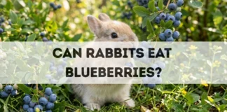 Can Rabbits Eat Blueberries? can rabbits eat blueberries