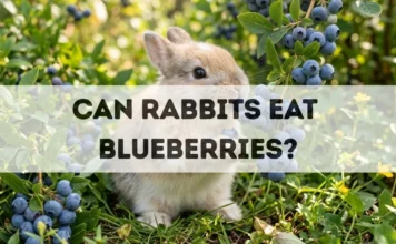 Can Rabbits Eat Blueberries? can rabbits eat blueberries