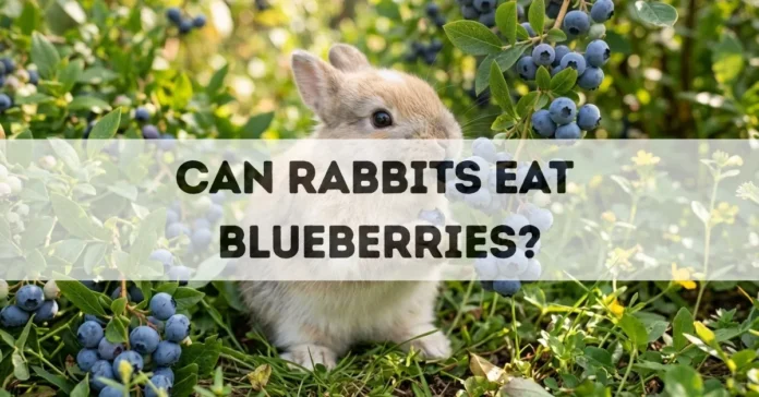 can rabbits eat blueberries