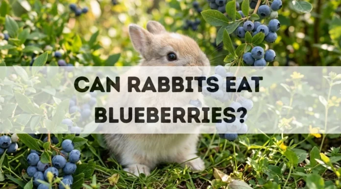 Can Rabbits Eat Blueberries? can rabbits eat blueberries