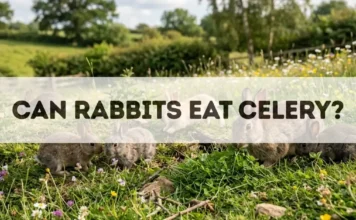 Can Rabbits Eat Celery? can rabbits eat celery final