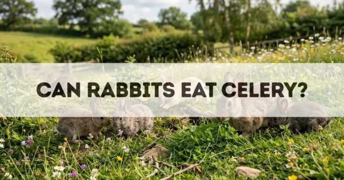 can rabbits eat celery final