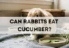 Can Rabbits Eat Cucumber? can rabbits eat cucumber