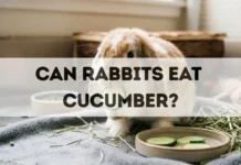 Can Rabbits Eat Cucumber? can rabbits eat cucumber