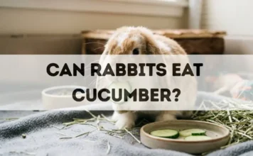 Can Rabbits Eat Cucumber? can rabbits eat cucumber