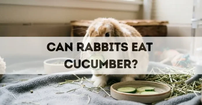 can rabbits eat cucumber