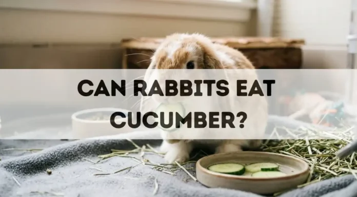 Can Rabbits Eat Cucumber? can rabbits eat cucumber