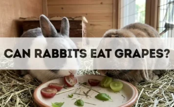 Can Rabbits Eat Grapes? can rabbits eat grapes