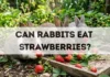 Can Rabbits Eat Strawberries? can rabbits eat strawberries