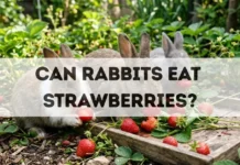 Can Rabbits Eat Strawberries? can rabbits eat strawberries