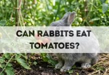 Can Rabbits Eat Tomatoes? can rabbits eat tomatoes
