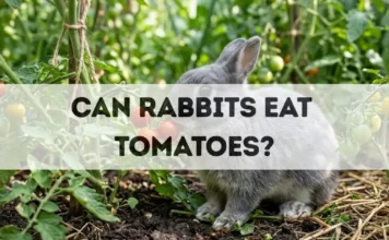 Can Rabbits Eat Tomatoes? can rabbits eat tomatoes