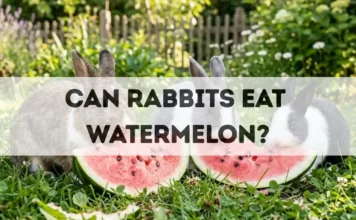 Can Rabbits Eat Watermelon? can rabbits eat watermelon