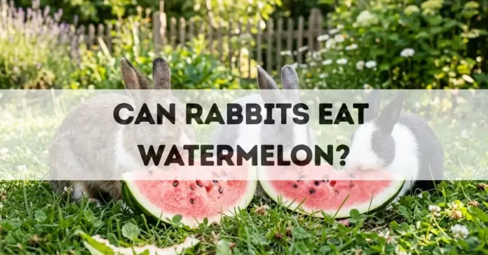 can rabbits eat watermelon