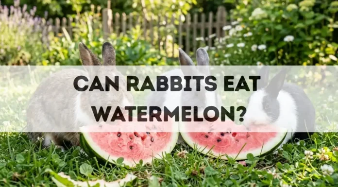 Can Rabbits Eat Watermelon? can rabbits eat watermelon