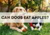 Can Dogs Eat Apples? Can Dogs Eat Apples