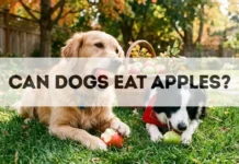 Can Dogs Eat Apples? Can Dogs Eat Apples