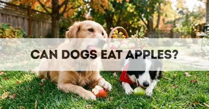 Can Dogs Eat Apples
