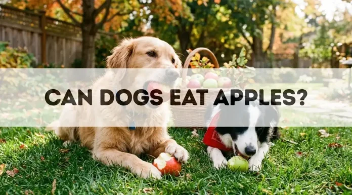 Can Dogs Eat Apples? Can Dogs Eat Apples