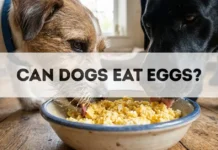 Can Dogs Eat Eggs? Can Dogs Eat Eggs