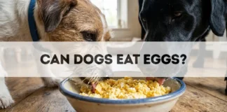 Can Dogs Eat Eggs? Can Dogs Eat Eggs