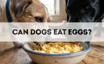 Can Dogs Eat Eggs? Can Dogs Eat Eggs