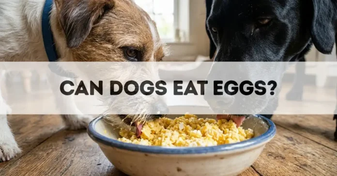 Can Dogs Eat Eggs