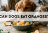 Can Dogs Eat Oranges? can dogs eat oranges