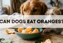 Can Dogs Eat Oranges? can dogs eat oranges