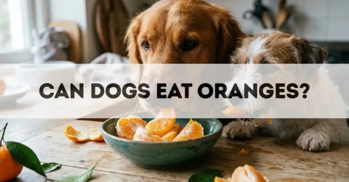 can dogs eat oranges