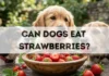 Can Dogs Eat Strawberries? can dogs eat strawberries