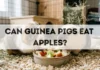 Can Guinea Pigs Eat Apples? can guinea pigs eat apples