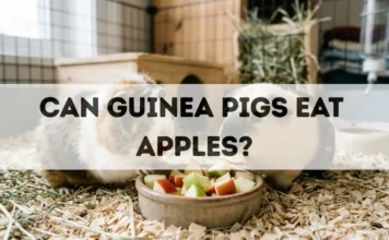 Can Guinea Pigs Eat Apples? can guinea pigs eat apples