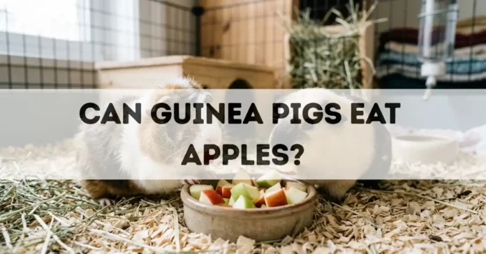 can guinea pigs eat apples