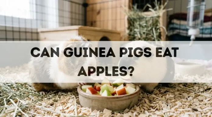 Can Guinea Pigs Eat Apples? can guinea pigs eat apples