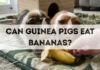 Can Guinea Pigs Eat Bananas? can guinea pigs eat bananas