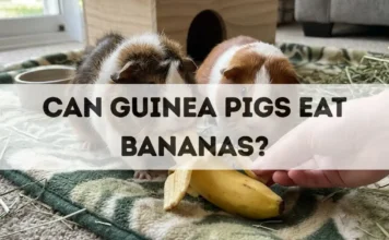 Can Guinea Pigs Eat Bananas? can guinea pigs eat bananas