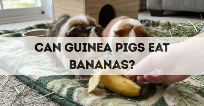 can guinea pigs eat bananas