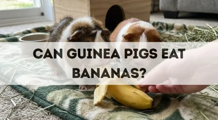 Can Guinea Pigs Eat Bananas? can guinea pigs eat bananas