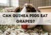Can Guinea Pigs Eat Grapes? can guinea pigs eat grapes