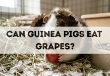 Can Guinea Pigs Eat Grapes? can guinea pigs eat grapes