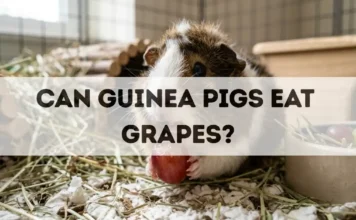 Can Guinea Pigs Eat Grapes? can guinea pigs eat grapes
