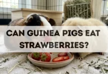 Can Guinea Pigs Eat Strawberries? can guinea pigs eat strawberries