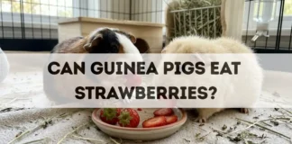 Can Guinea Pigs Eat Strawberries? can guinea pigs eat strawberries
