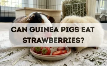 Can Guinea Pigs Eat Strawberries? can guinea pigs eat strawberries