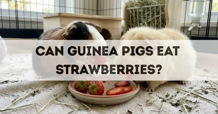 can guinea pigs eat strawberries
